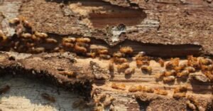 termite solutions gympie