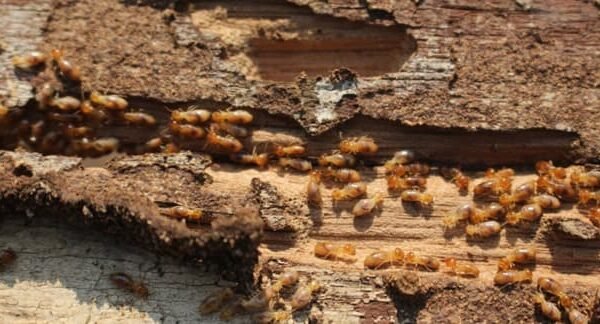 termite solutions gympie