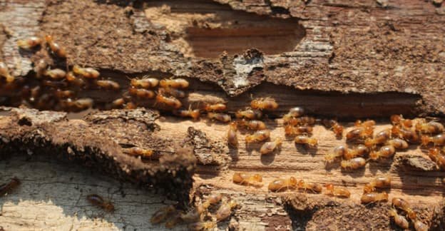 termite solutions gympie