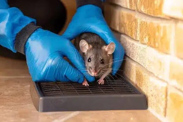 rat pest control gold coast