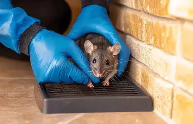 rat pest control gold coast